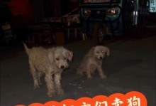 母狗不吃是多久生狗？（探讨母狗不进食与产仔时间的关系）
