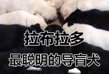 拉布拉多听话时间长短取决于训练和环境（探索拉布拉多听话的关键因素及其训练方法）