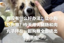 狗狗吃多久狗粮后可以喂米饭？（了解适时喂养米饭的关键）