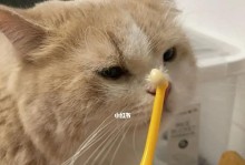 如何帮助宠物猫咪刷牙？（最有效的方法与注意事项）