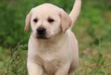 养一只拉布拉多幼犬需要多少钱？（宠物养护花费、市场价格、饲料和医疗费用等详解）
