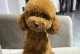 贵宾犬的习惯与特点（探索贵宾犬的行为习惯及喜好）