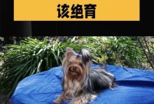 约克夏宝宝的六个月玩乐指南（让宝宝开心成长的亲子游戏、玩具和活动推荐）