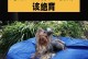 约克夏宝宝的六个月玩乐指南（让宝宝开心成长的亲子游戏、玩具和活动推荐）