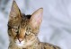 世界上最大的猫是什么？（探索世界上最大猫的神秘身影）