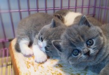 新家的猫不吃东西怎么办？（解决宠物饮食问题的一些建议）
