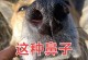 狗狗干燥的原因及解决方法（探索狗狗皮肤干燥的根源与应对之道）