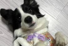 空运狗狗检疫需要多长时间？（详解空运狗狗检疫的流程和时间要求）