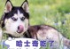 哈士奇幼犬吃完后多久拉？（探寻哈士奇幼犬饮食与排便的关系）