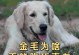 金毛不进食的原因及应对方法（以金毛来月经什么都不吃的背后原因及解决之道）