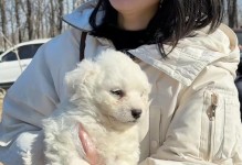 纯白犬——纯洁与忠诚的象征（探寻纯白犬的起源和特点，了解它们在不同文化中的意义）