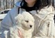 纯白犬——纯洁与忠诚的象征（探寻纯白犬的起源和特点，了解它们在不同文化中的意义）