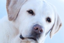 十二名犬（一窥犬界精英，洞察人类好伙伴）