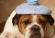 狗狗生病的六个警报，你需要知道的是“宠物健康”（了解这些警报，保护你的宠物健康与幸福）