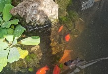 金鱼的适宜水温及其影响（探讨金鱼生活的理想水温和其对健康的重要性）