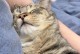 小猫为何能发出喵喵喵的声音？（探秘小猫发声的原因及机制）