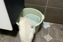 小猫喜欢玩水的秘密（揭秘宠物喜欢玩水的原因和注意事项）