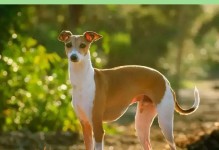 探秘意大利犬的魅力（历史悠久的宫廷贵族伴侣犬——意大利犬）