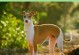 探秘意大利犬的魅力（历史悠久的宫廷贵族伴侣犬——意大利犬）