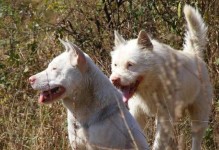 养狗人数下降的原因及下司犬的缺点（为什么越来越少的人选择养狗？下司犬有哪些不足之处？）
