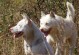 养狗人数下降的原因及下司犬的缺点（为什么越来越少的人选择养狗？下司犬有哪些不足之处？）