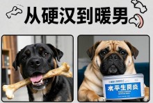 小狗消化骨头所需时间的探讨（了解小狗骨头消化时间的重要性及影响因素）
