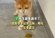 猫咪胃部不适应该吃什么食物？（关于猫咪胃部不适的饮食指导和注意事项）
