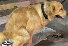 解读狗斜眼的意思与象征（探秘狗斜眼的由来与传说）
