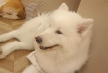 羊驼式狗的神奇外貌与独特品种之谜（探寻羊驼式狗的来源和特征，解开狗的演化之谜）