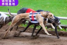 灵缇犬干咳怎么办？找对药物是关键（灵缇犬干咳的药物治疗方法一览）