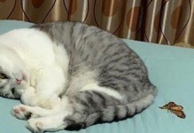 为什么猫会乱拉屎？（探索猫咪乱拉屎的原因与解决方法）