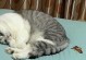 为什么猫会乱拉屎？（探索猫咪乱拉屎的原因与解决方法）