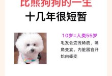 养比熊犬需注意的事项（爱宠之选，你了解了吗？）