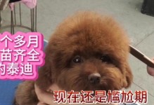 泰迪狗狗尴尬期的持续时间及特征解析（探究泰迪狗狗尴尬期的长短和表现，了解如何应对）