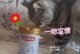 猫咪羊奶粉的选购指南（如何选择适合你的猫咪羊奶粉？）