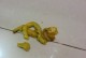 幼犬拉稀了能吃什么？（解决幼犬拉稀问题的有效饮食方法及注意事项）