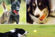 如何训练拉布拉多犬叫（从小到大，教你让宠物变身警犬）