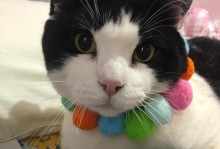 夜猫子的生活——探秘猫咪的夜晚奇遇（猫的身影，黑夜中的舞者）