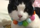 夜猫子的生活——探秘猫咪的夜晚奇遇（猫的身影，黑夜中的舞者）
