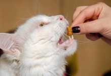 猫咪第一针疫苗——预防疾病必不可少（疫苗是宠物健康的保障，免疫力从第一针开始）
