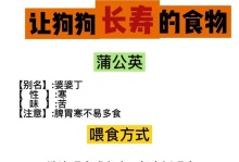 养狗必知的喂食讲究（合理喂食，让狗狗健康快乐）