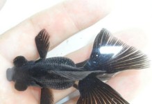 摩利鱼的饲养方法（打造健康、舒适的摩利鱼家庭水族箱）