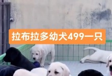 拉布拉多幼犬的饮食习惯和营养需求（探索拉布拉多幼犬的嗜食性和合理饮食）