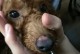探究小狗鼻子发红的原因和处理方法（探究小狗鼻子发红的原因和处理方法）