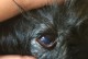 小狗为什么会流眼泪？——揭开宠物眼屎之谜（从生理结构到环境因素，多方面解析小狗流泪的原因）