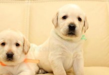 金毛幼犬吐后如何饮食搭配（金毛幼犬吐后应补充的营养和食物）