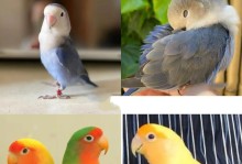 红牡丹鹦鹉的饮食需求与合理搭配菜单（科学给宠物鹦鹉选择膳食，让红牡丹鹦鹉健康快乐生活）