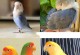 红牡丹鹦鹉的饮食需求与合理搭配菜单（科学给宠物鹦鹉选择膳食，让红牡丹鹦鹉健康快乐生活）