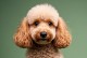 贵宾犬美容指南（了解贵宾犬的美容需求及时刻保持它们的迷人外貌）