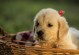 金毛犬的特点与培养要求（探寻金毛犬的品种特征与培养技巧）